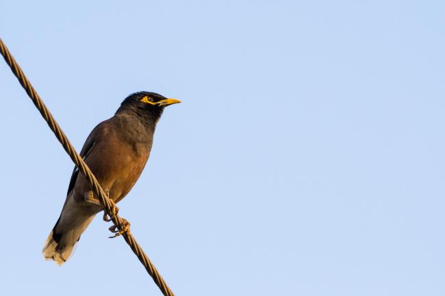 Common Myna (Acridotheres tristis). , India. January 2019