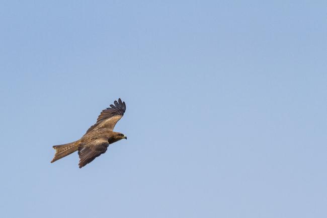 Black Kite (Milvus migrans). , India. January 2019