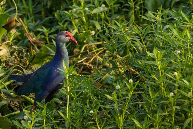 Grey-headed Swamphen (Porphyrio poliocephalus). , India. January 2019