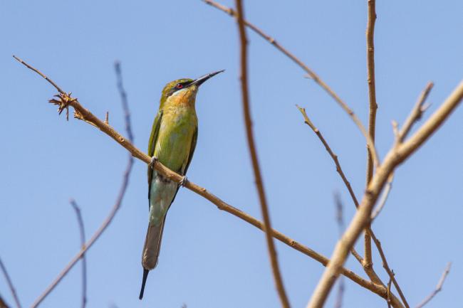 Blue-tailed Bee-eater (Merops philippinus). , India. January 2019