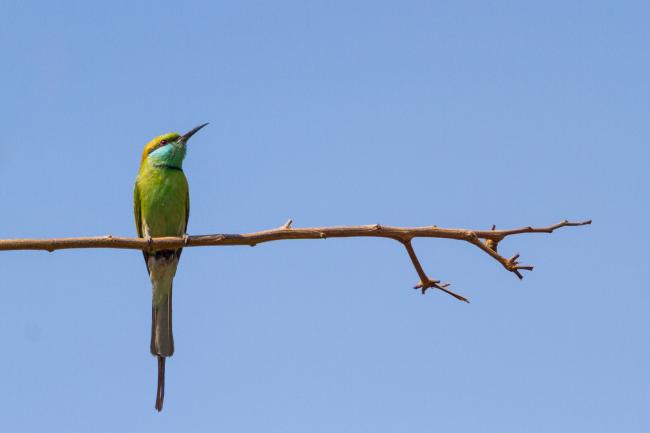 Green Bee-eater (Merops orientalis). , India. January 2019