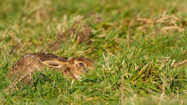 European Hare (Lepus europaeus). County Durham, United Kingdom. February 2019