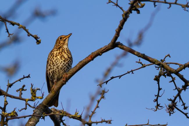 Song Thrush (Turdus philomelos). County Durham, United Kingdom. February 2019