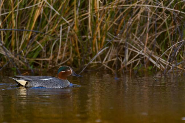 Eurasian Teal (Anas crecca). County Durham, United Kingdom. March 2019