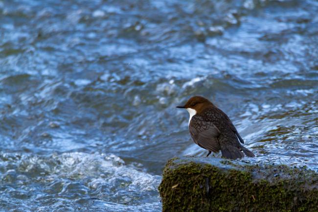 White-throated Dipper (Cinclus cinclus). County Durham, United Kingdom. March 2019