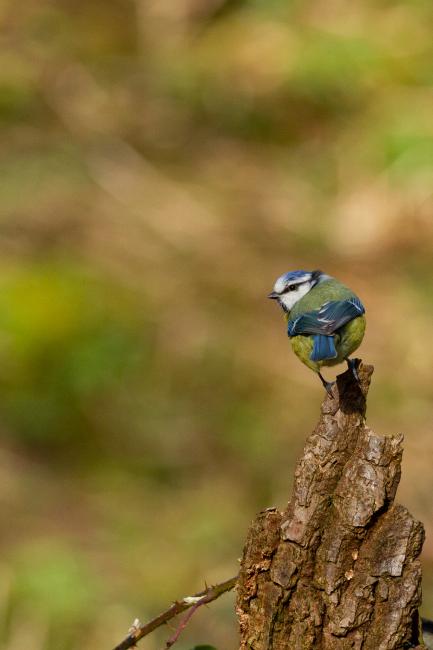 Eurasian Blue Tit (Cyanistes caeruleus). County Durham, United Kingdom. March 2019