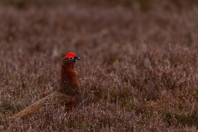 Red Grouse (Lagopus lagopus scotica). County Durham, United Kingdom. April 2019
