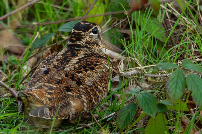 Eurasian Woodcock (Scolopax rusticola). County Durham, United Kingdom. April 2019