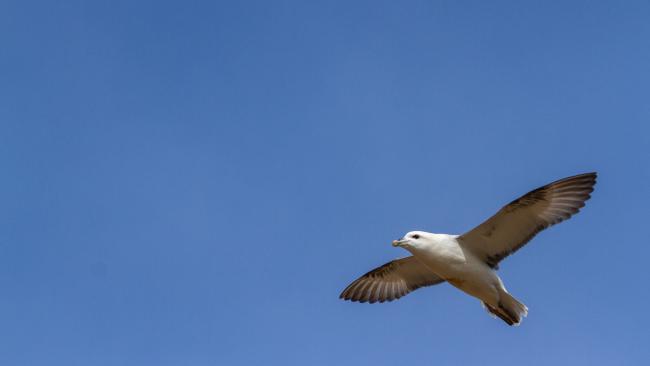 Northern Fulmar (Fulmarus glacialis). County Durham, United Kingdom. April 2019