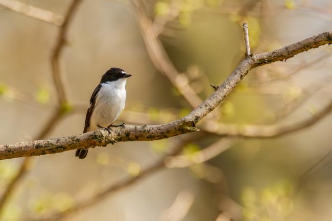 Pied Flycatcher (Ficedula hypoleuca). County Durham, United Kingdom. April 2019