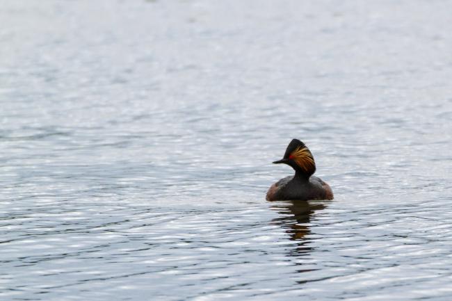 Black-necked Grebe (Podiceps nigricollis). County Durham, United Kingdom. May 2019