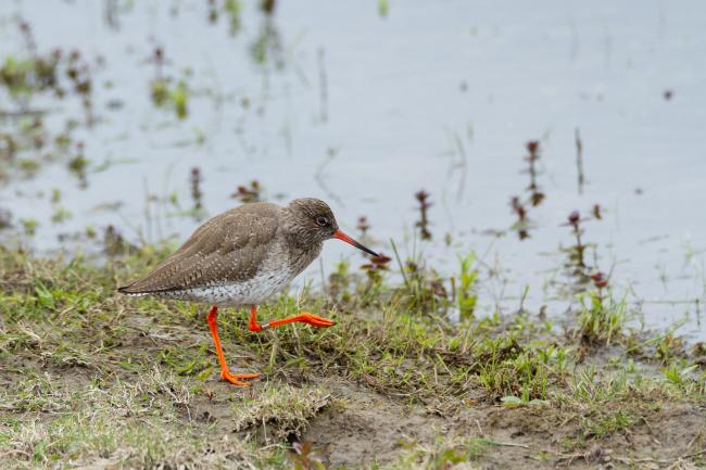 Common Redshank (Tringa totanus). County Durham, United Kingdom. May 2019