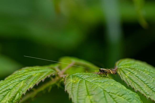 Yellow-barred Long-horn (Nemophora degeerella). County Durham, United Kingdom. June 2019