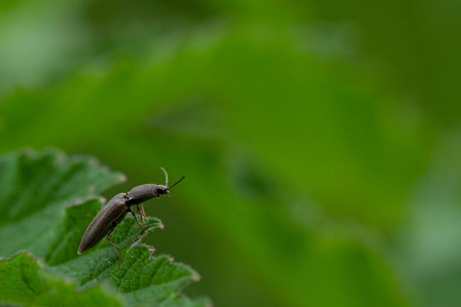 Click Beetle (Athous haemorrhoidalis). County Durham, United Kingdom. June 2019