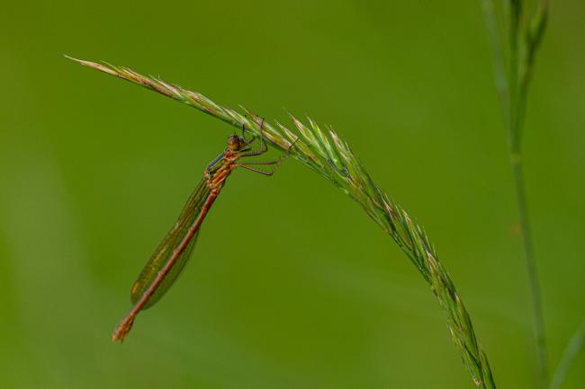 Emerald Damselfly (Lestes sponsa). County Durham, United Kingdom. June 2019