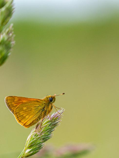 Large Skipper (Ochlodes sylvanus). County Durham, United Kingdom. June 2019