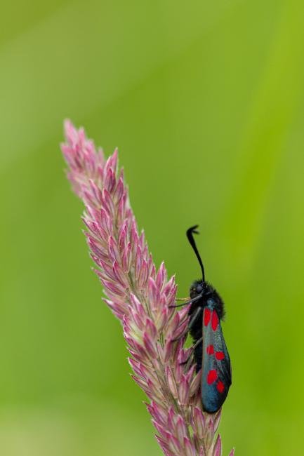 Six-spot Burnet (Zygaena filipendulae). County Durham, United Kingdom. June 2019