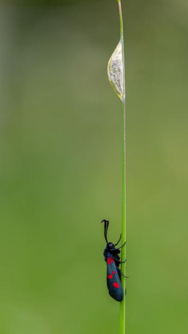 Narrow-bordered Five-spot Burnet Moth (Zygaena lonicerae). County Durham, United Kingdom. June 2019