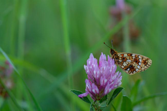 Small Pearl-bordered Fritillary (Boloria selene). County Durham, United Kingdom. June 2019