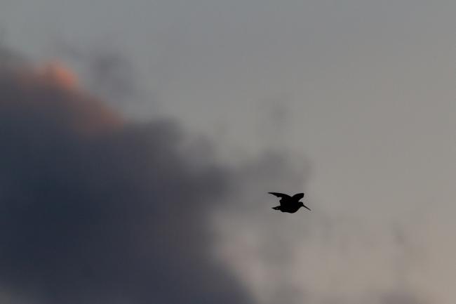 Eurasian Woodcock (Scolopax rusticola). County Durham, United Kingdom. June 2019