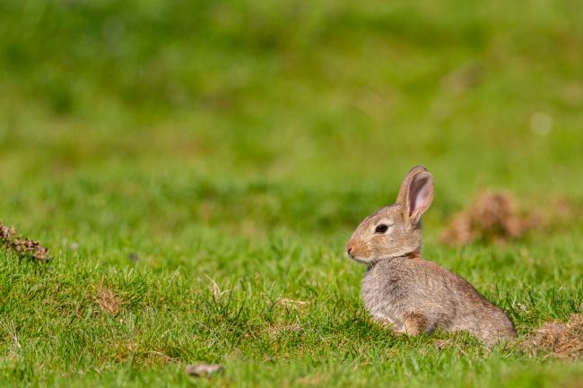 European Rabbit (Oryctolagus cuniculus). North Yorkshire, United Kingdom. July 2019