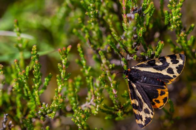Wood Tiger (Parasemia plantaginis). North Yorkshire, United Kingdom. July 2019