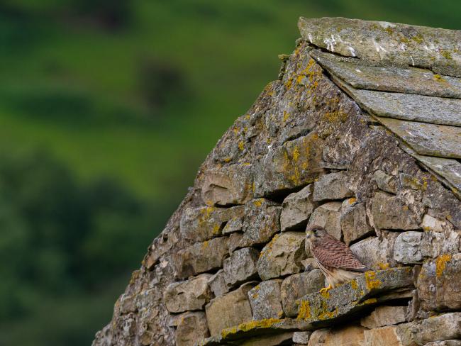 Common Kestrel (Falco tinnunculus). North Yorkshire, United Kingdom. July 2019