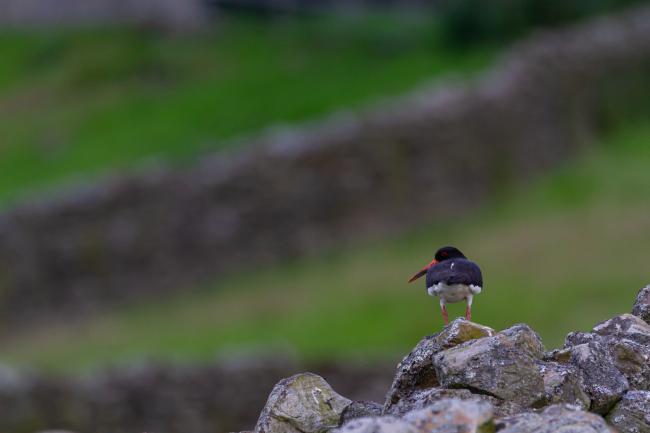 Eurasian Oystercatcher (Haematopus ostralegus). North Yorkshire, United Kingdom. July 2019