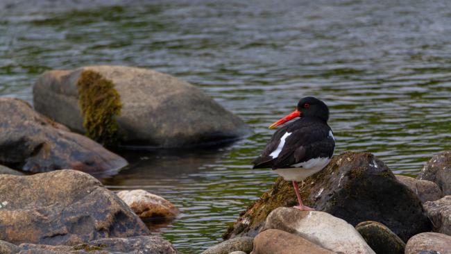 Eurasian Oystercatcher (Haematopus ostralegus). North Yorkshire, United Kingdom. July 2019