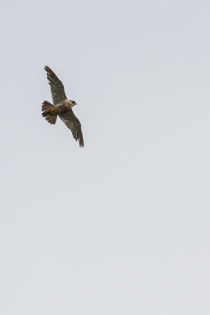 Peregrine (Falco peregrinus). West Glamorgan, United Kingdom. August 2019