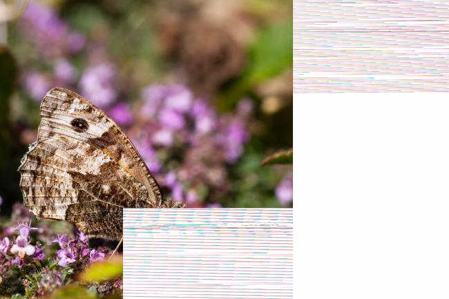 Grayling (Hipparchia semele). West Glamorgan, United Kingdom. August 2019