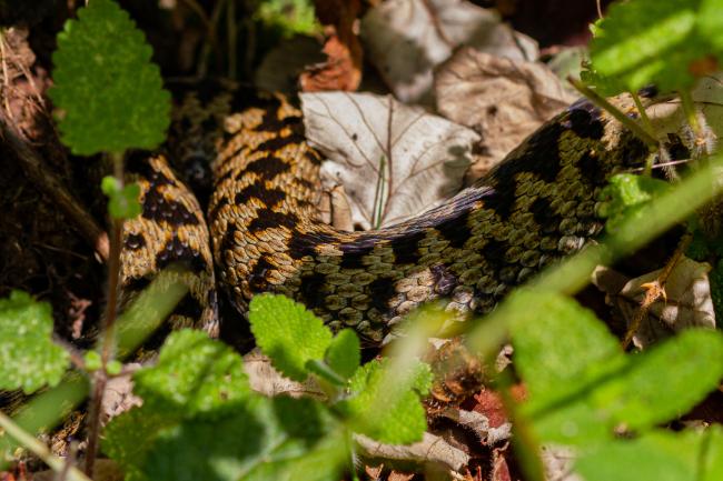 Adder (Vipera berus). West Glamorgan, United Kingdom. August 2019
