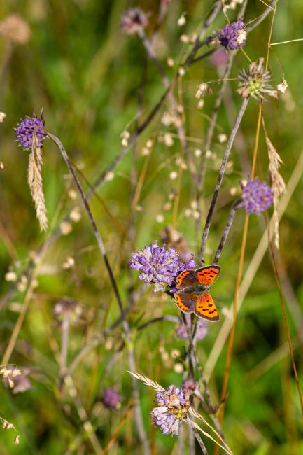 Small Copper (Lycaena phlaeas). County Durham, United Kingdom. August 2019