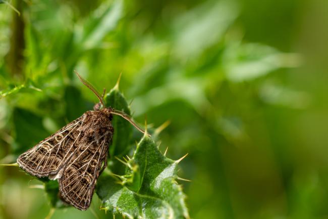 Feathered Gothic (Tholera decimalis). County Durham, United Kingdom. August 2019
