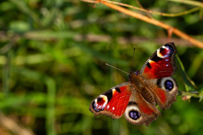Peacock (Aglais io). County Durham, United Kingdom. August 2019