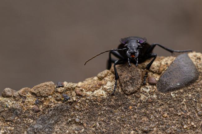 Violet Ground Beetle (Carabus violaceus). County Durham, United Kingdom. August 2019