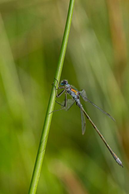 Emerald Damselfly (Lestes sponsa). County Durham, United Kingdom. September 2019