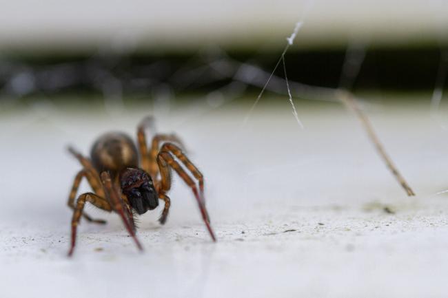 Laceweb Spider (Amarobius sp.). County Durham, United Kingdom. October 2019