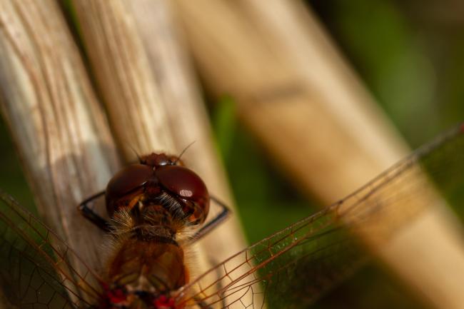 Common Darter (Sympetrum striolatum). County Durham, United Kingdom. October 2019