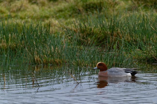 Eurasian Wigeon (Mareca penelope). Devon, United Kingdom. December 2019