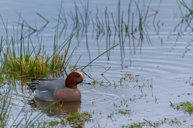Eurasian Wigeon (Mareca penelope). Devon, United Kingdom. December 2019