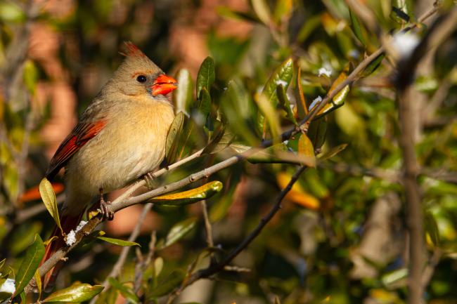 Northern Cardinal (Cardinalis cardinalis). McClennon, United States of America. February 2020