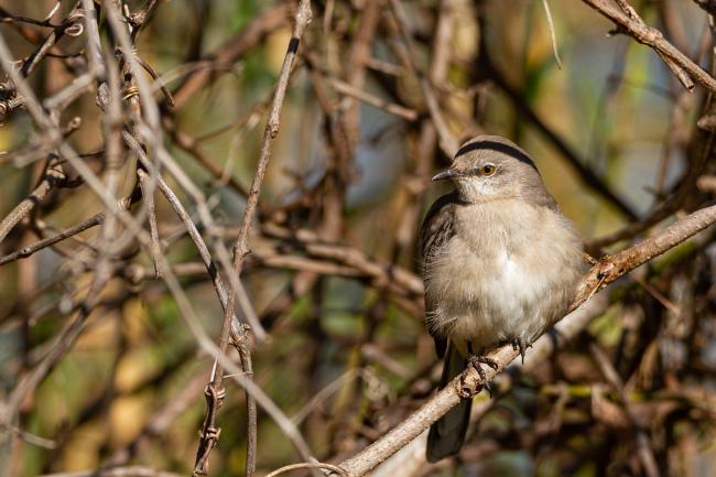 Northern Mockingbird (Mimus polyglottos). McClennon, United States of America. February 2020
