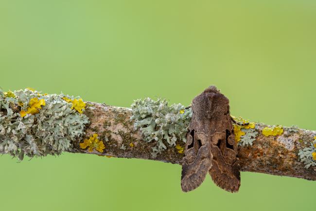 Hebrew Character (Orthosia gothica). County Durham, United Kingdom. April 2020