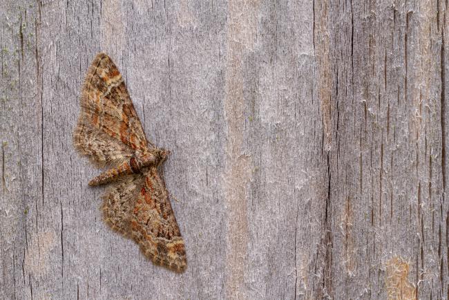Double-Striped Pug (Gymnoscelis rufifasciata). County Durham, United Kingdom. April 2020