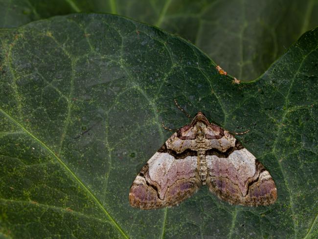 Streamer (Anticlea derivata). County Durham, United Kingdom. May 2020