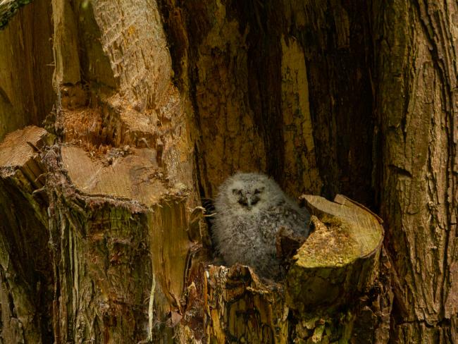 Tawny Owl (Strix aluco). County Durham, United Kingdom. May 2020