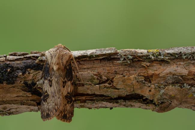 Shuttle-shaped Dart (Agrotis puta). County Durham, United Kingdom. May 2020