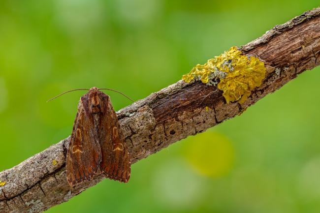 Clouded-bordered Brindle (Apamea crenata). County Durham, United Kingdom. May 2020