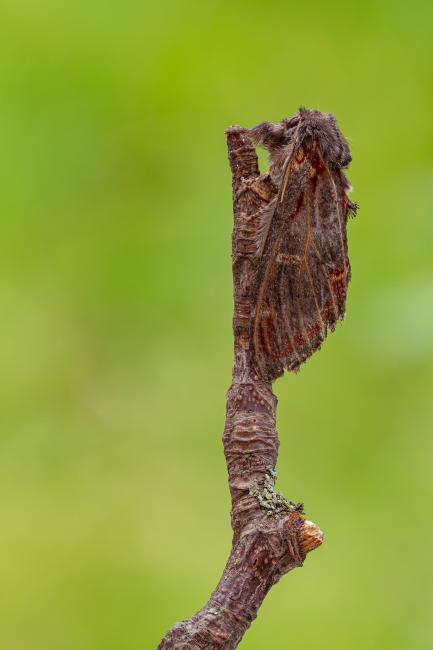 Iron Prominent (Notodonta dromedarius). County Durham, United Kingdom. May 2020